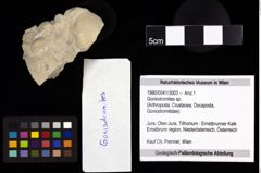 Foto (Objekt + Etiketten) von Goniodromites sp. 